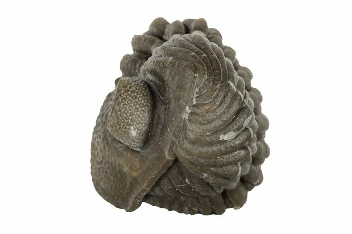 Wide, Enrolled Eldredgeops Trilobite Fossil - Ohio #188905
